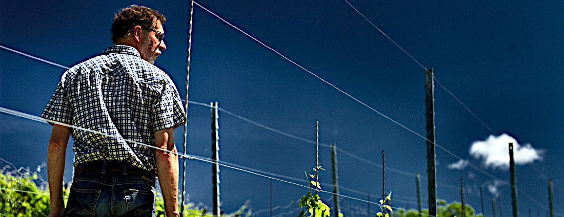 bild_an-und-ausbau_weingut-laemmlin-schindler2_1100x424