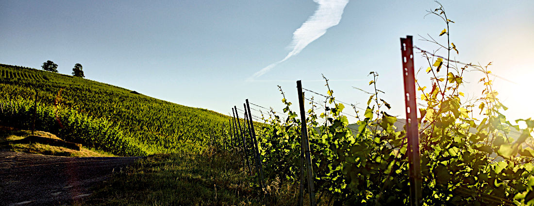 bild_lagen-weine-mit-praesenz_weingut-laemmlin-schindler_1100x424