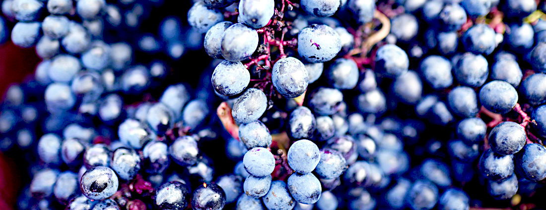dummy_weine_03_rotwein_weingut-laemmlin-schindler_1100x424