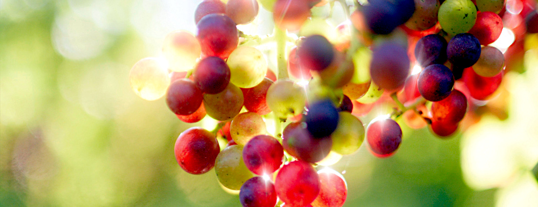 dummy_weine_05_edelsuesse_weingut-laemmlin-schindler_1100x424