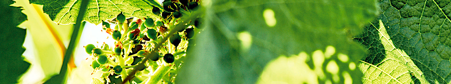 headpic_beitraege_weingut-laemmlin-schindler_1920x360