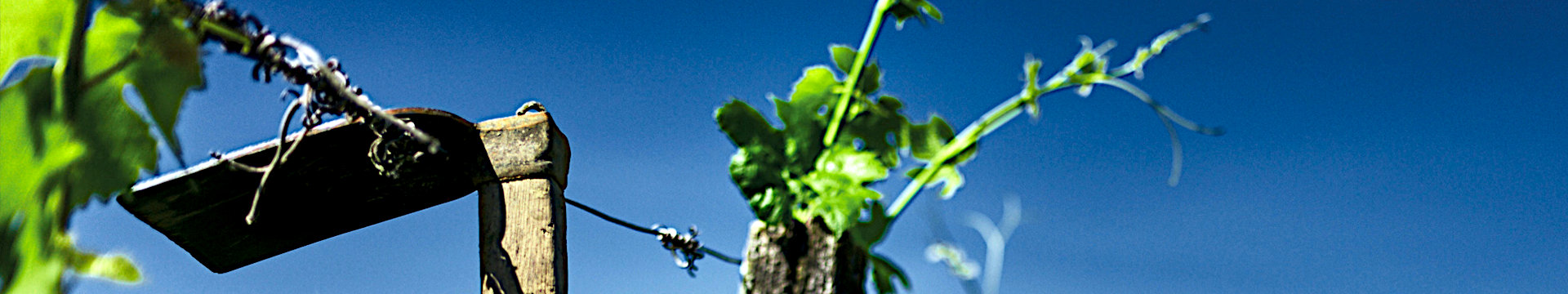 headpic_bioanbau_weingut-laemmlin-schindler_1920x360