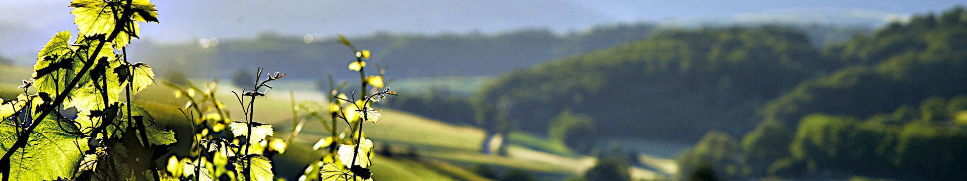 headpic_markgraeflerland_weingut-laemmlin-schindler_1920x360